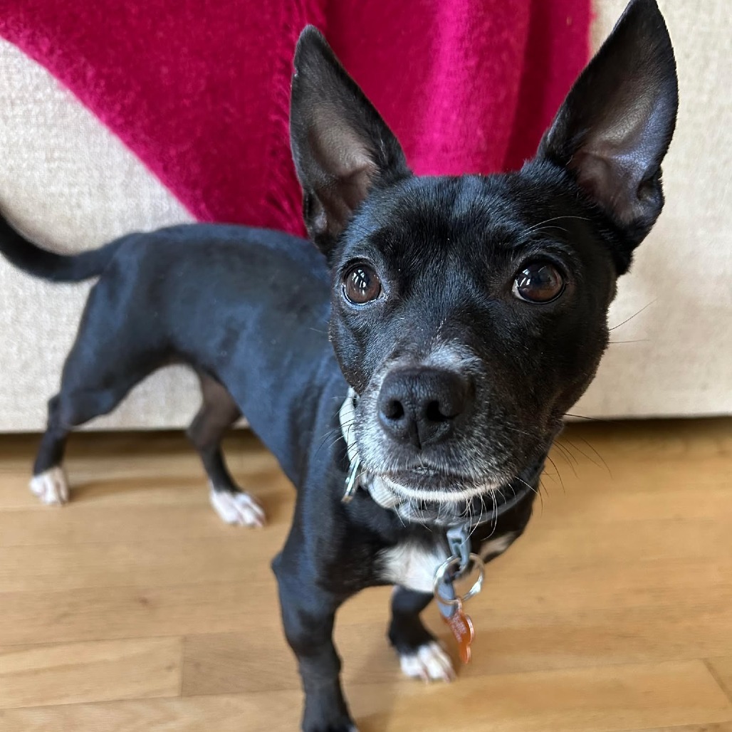 Nora, an adoptable Mixed Breed in Bend, OR, 97702 | Photo Image 5