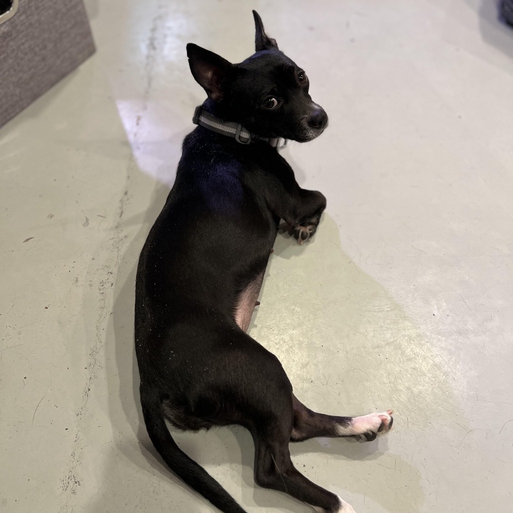 Nora, an adoptable Mixed Breed in Bend, OR, 97702 | Photo Image 6