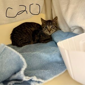 Chaos (C20), Adult Male Domestic Short Hair