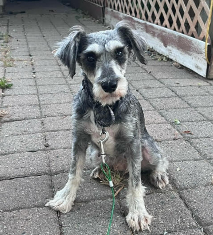 Anny, an adoptable Schnauzer in Brooklyn Center, MN, 55429 | Photo Image 1