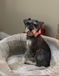 Anny, an adoptable Schnauzer in Brooklyn Center, MN, 55429 | Photo Image 2