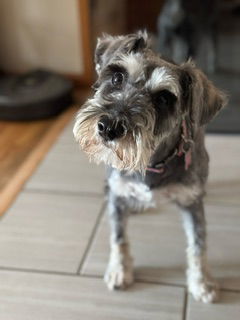 Anny, an adoptable Schnauzer in Brooklyn Center, MN, 55429 | Photo Image 3