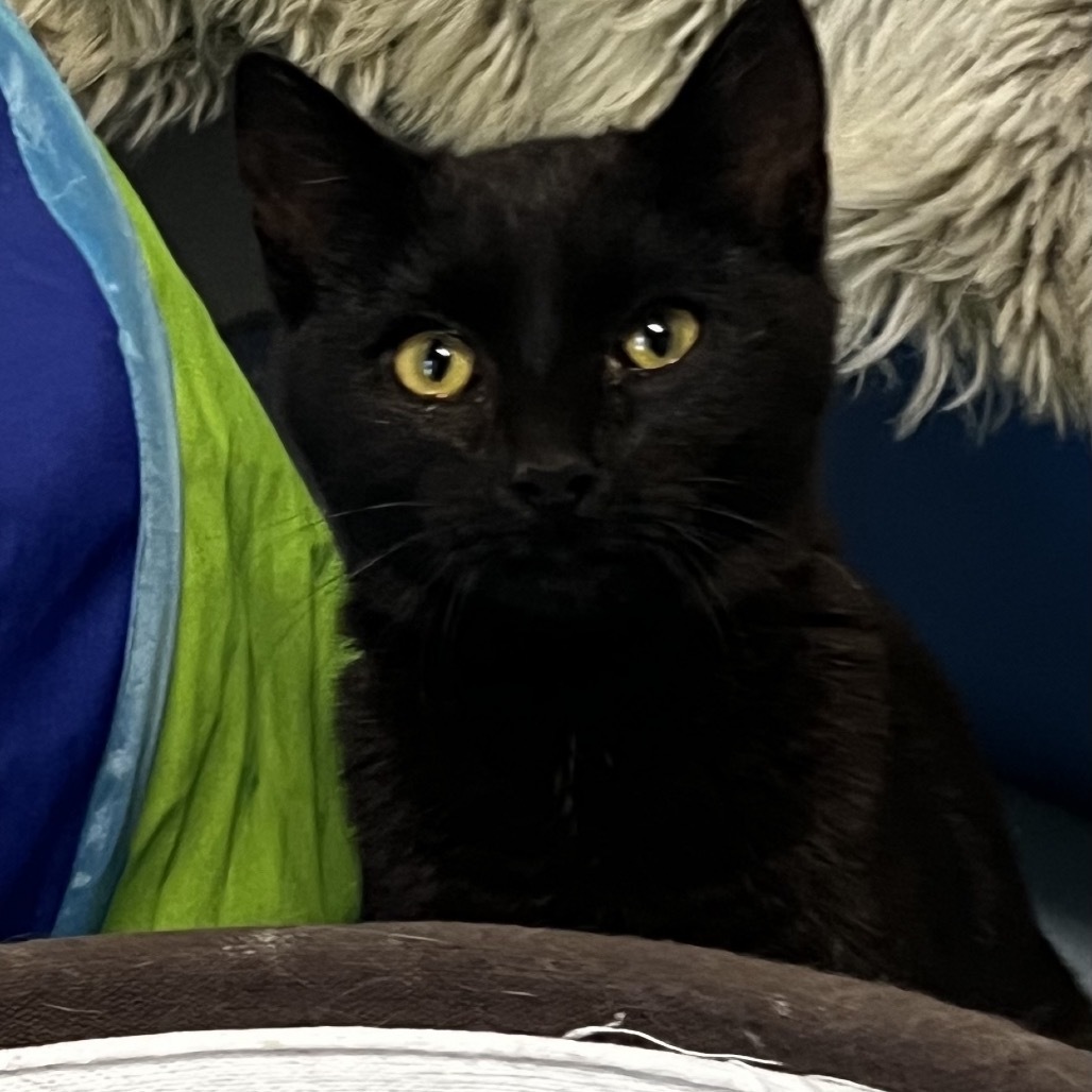 Tobias