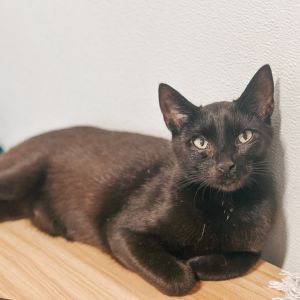 Tobias, Young Male unknown