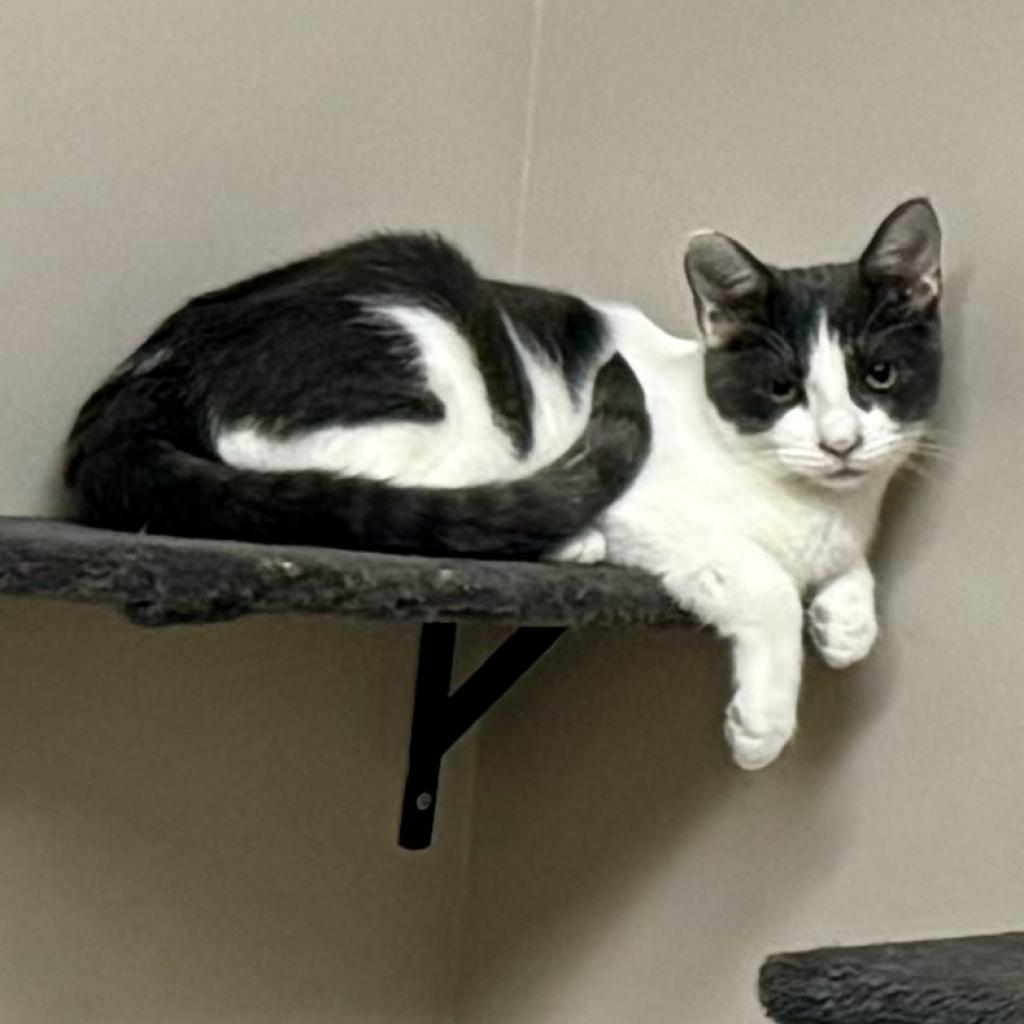 Knife, an adoptable Domestic Short Hair in Fort Collins, CO, 80526 | Photo Image 2