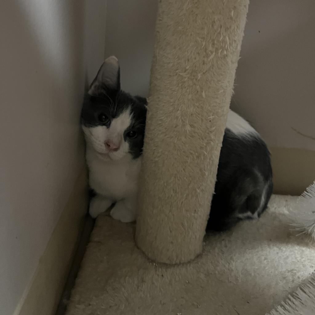 Knife, an adoptable Domestic Short Hair in Fort Collins, CO, 80526 | Photo Image 4