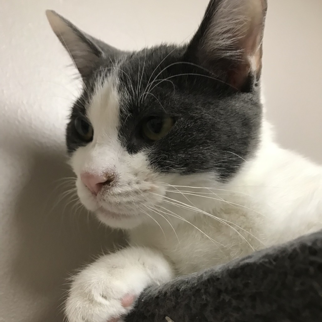 Knife, an adoptable Domestic Short Hair in Fort Collins, CO, 80526 | Photo Image 5