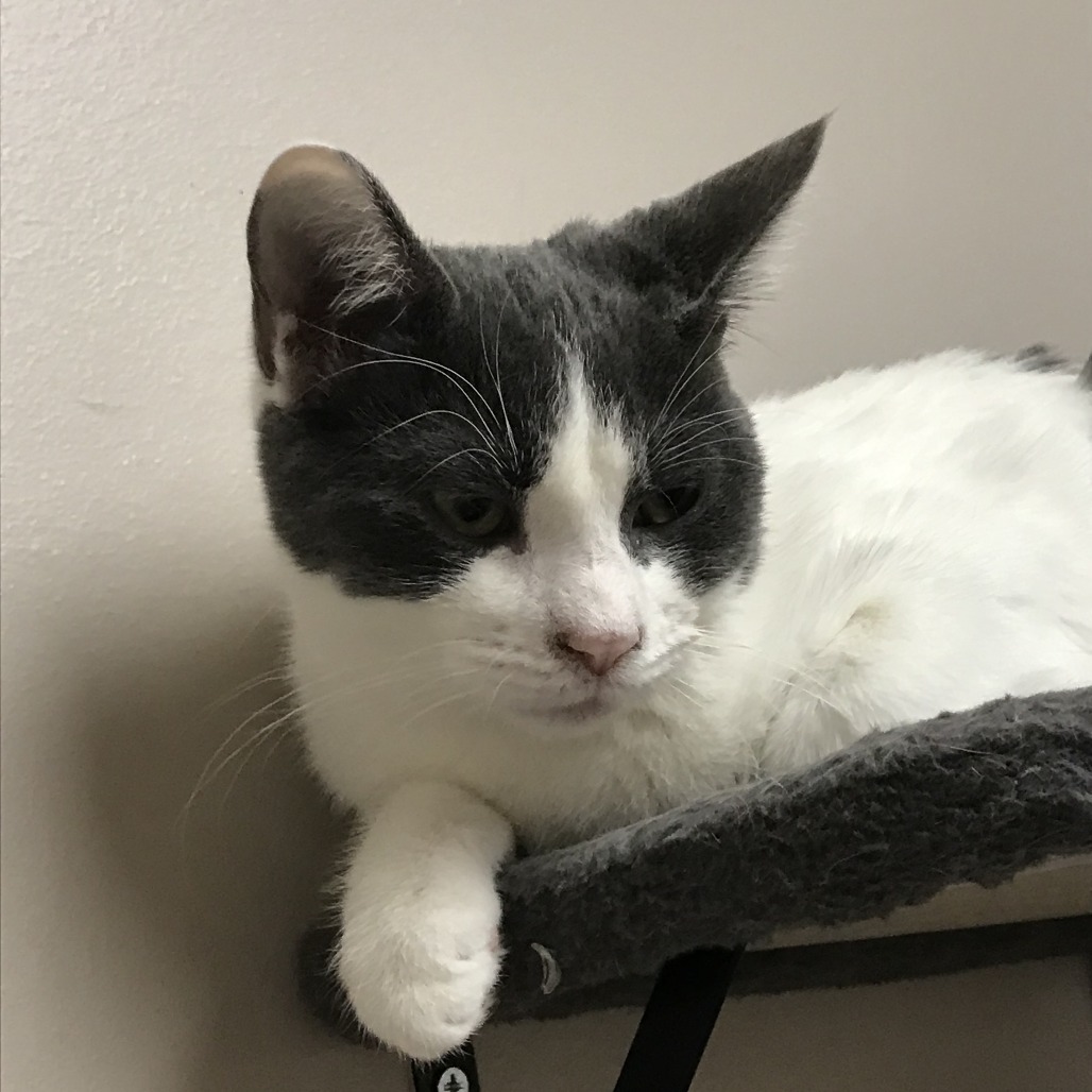 Knife, an adoptable Domestic Short Hair in Fort Collins, CO, 80526 | Photo Image 6