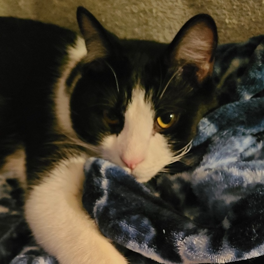 Spork, an adoptable Domestic Short Hair in Fort Collins, CO, 80526 | Photo Image 1