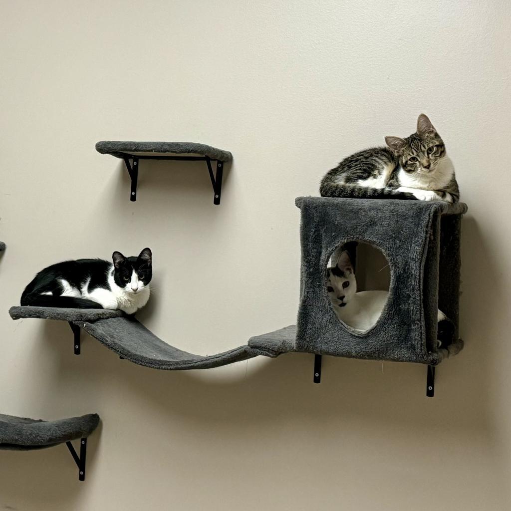 Spork, an adoptable Domestic Short Hair in Fort Collins, CO, 80526 | Photo Image 3