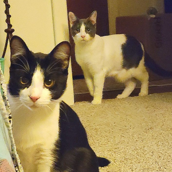 Spork, an adoptable Domestic Short Hair in Fort Collins, CO, 80526 | Photo Image 6