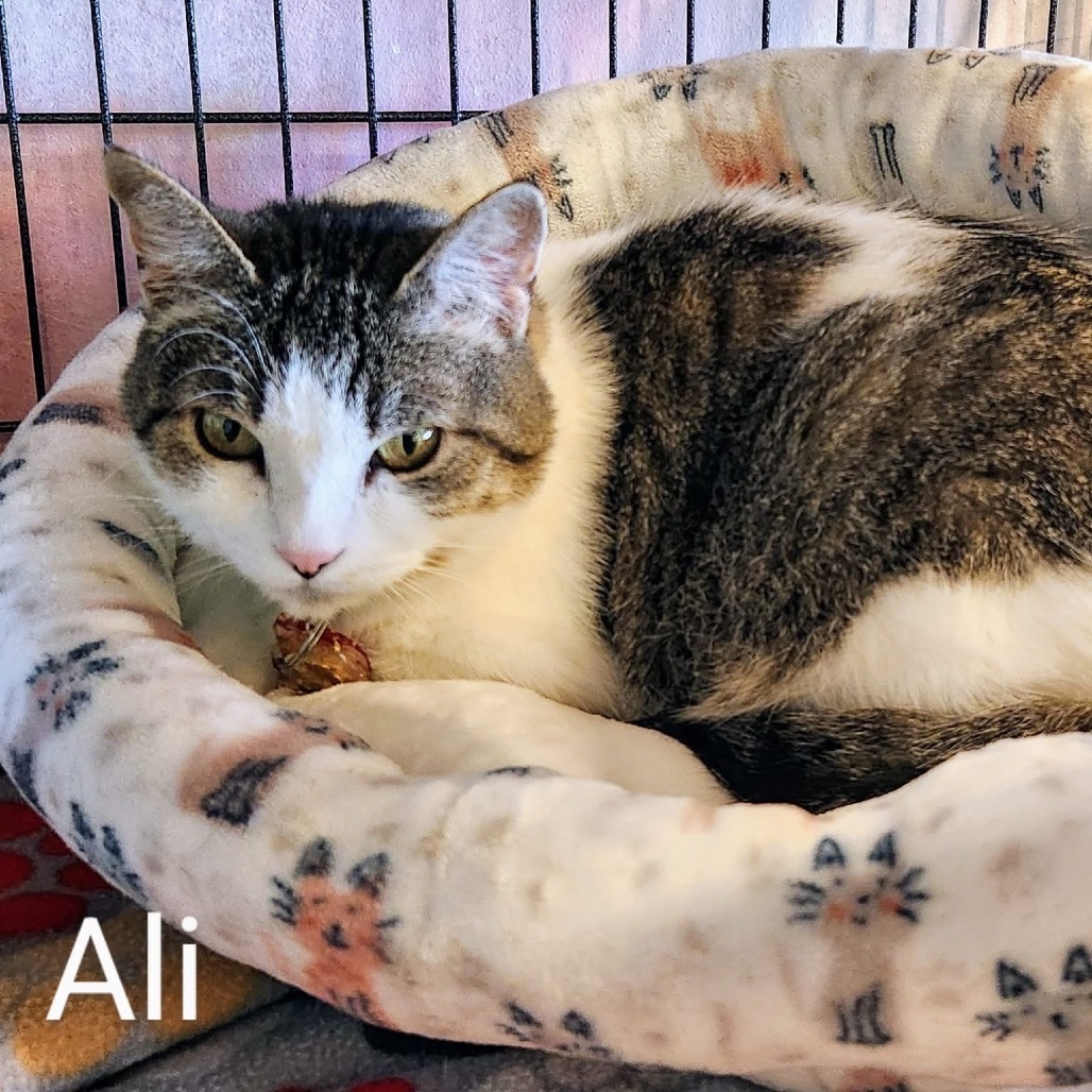 Ali
