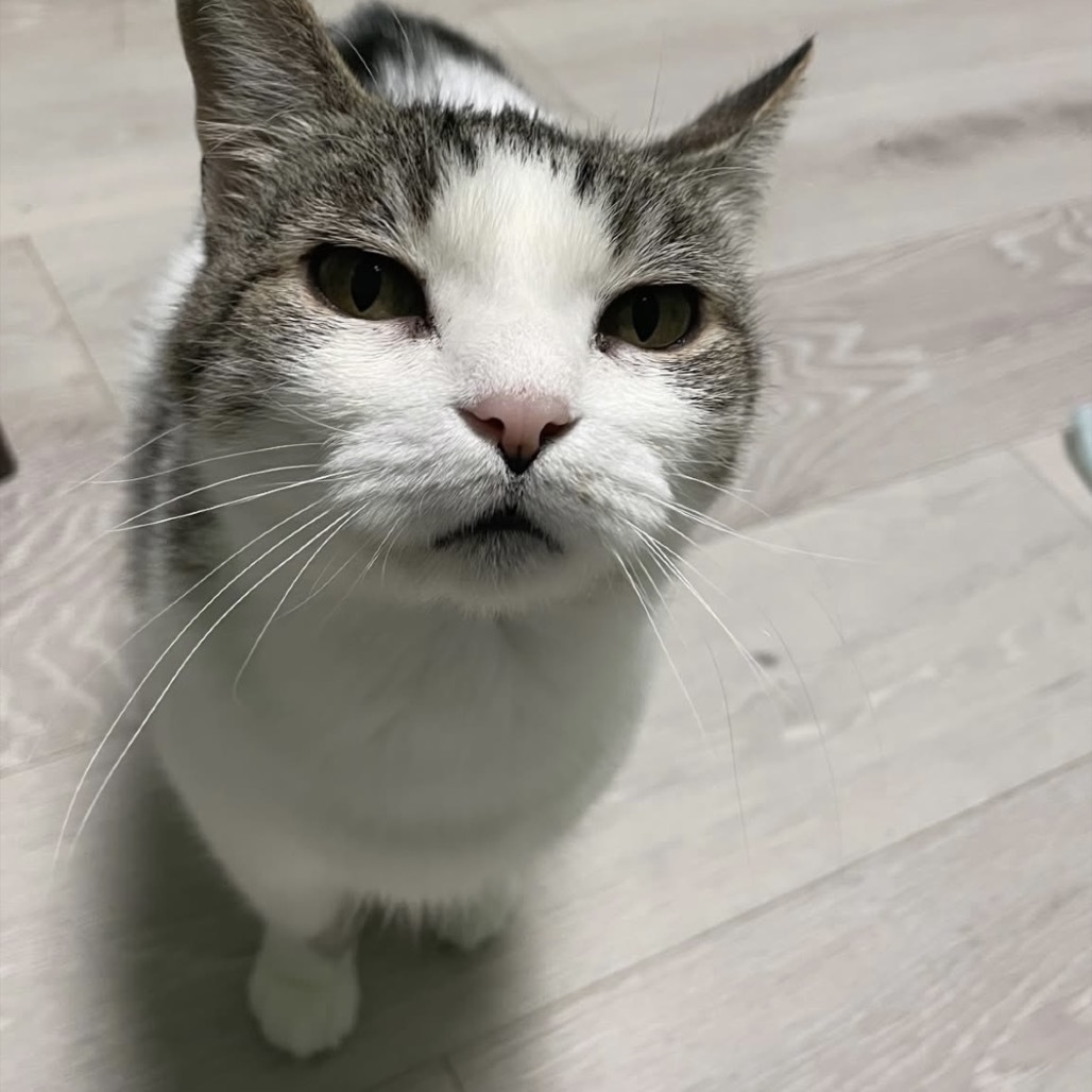 Ali