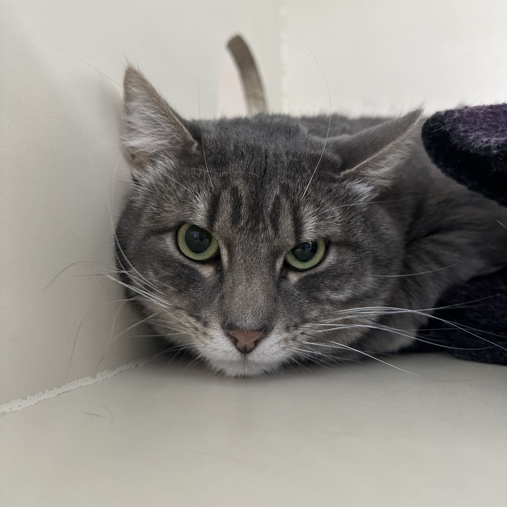 Barney, an adoptable Domestic Short Hair in Spanish Fork, UT, 84660 | Photo Image 2