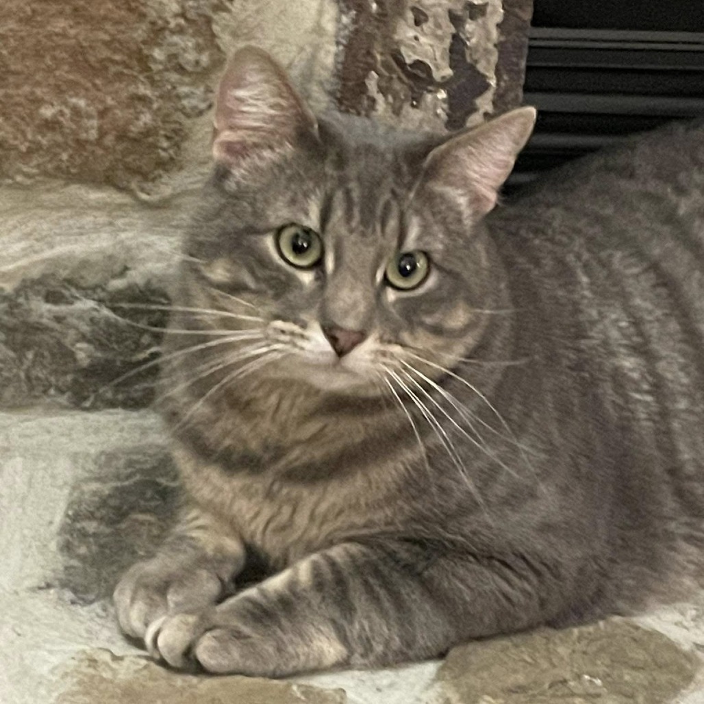 Barney, an adoptable Domestic Short Hair in Spanish Fork, UT, 84660 | Photo Image 5