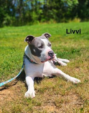 Livvi