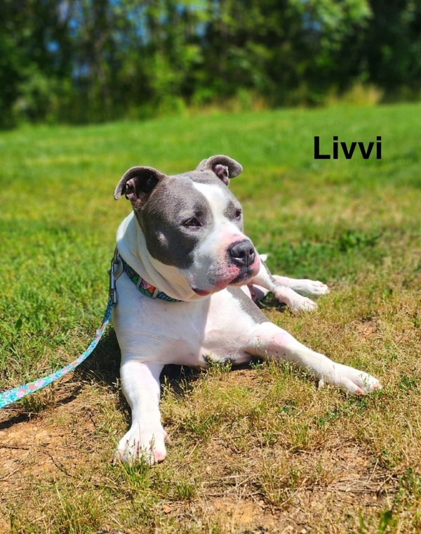 Livvi 1