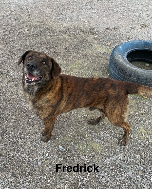 Fredrick 3