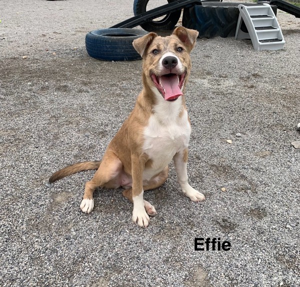 Effie 1
