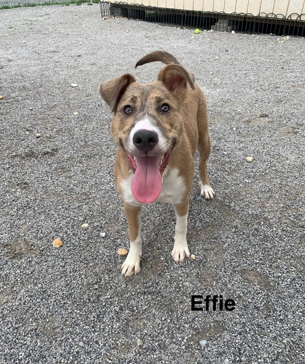 Effie 2