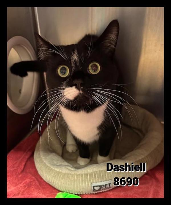 Dashiell(689) 1