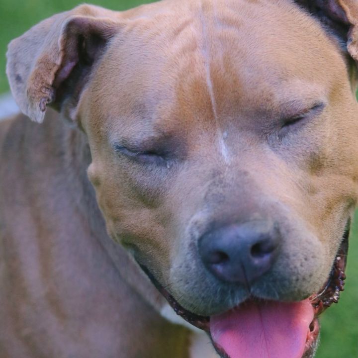 Bella 2