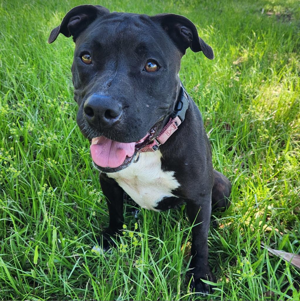 Gracie