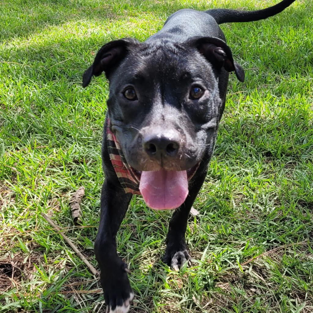 Gracie