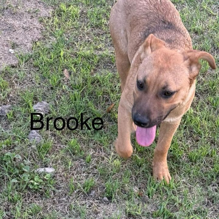 Brooke KA 8