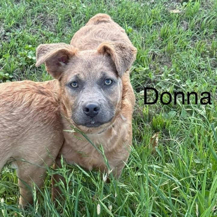 Donna KA 1