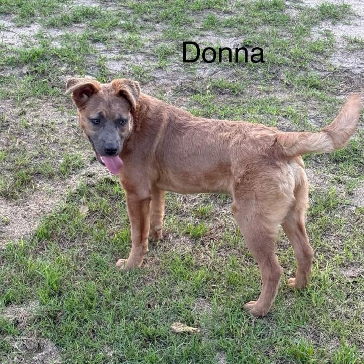 Donna KA 3