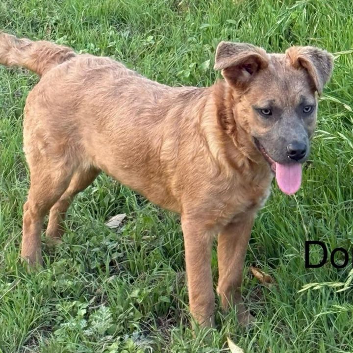 Donna KA 4
