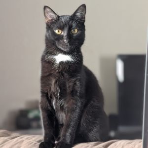 Pesto, Young Male Domestic Short Hair