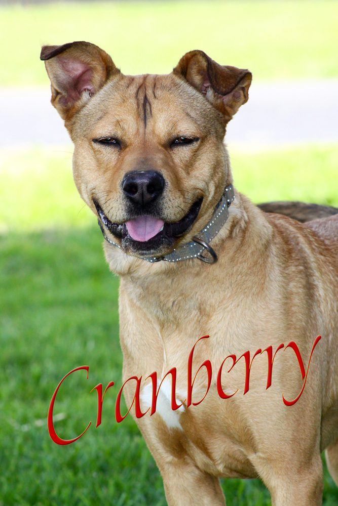 Cranberry
