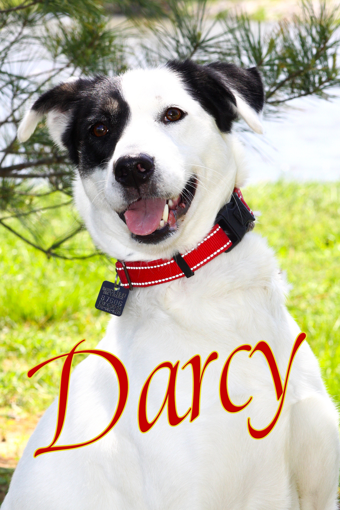 Darcy