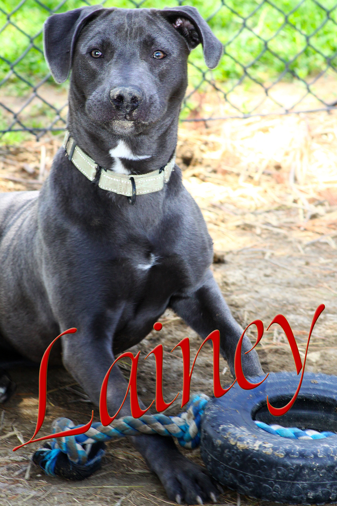 Lainey 3