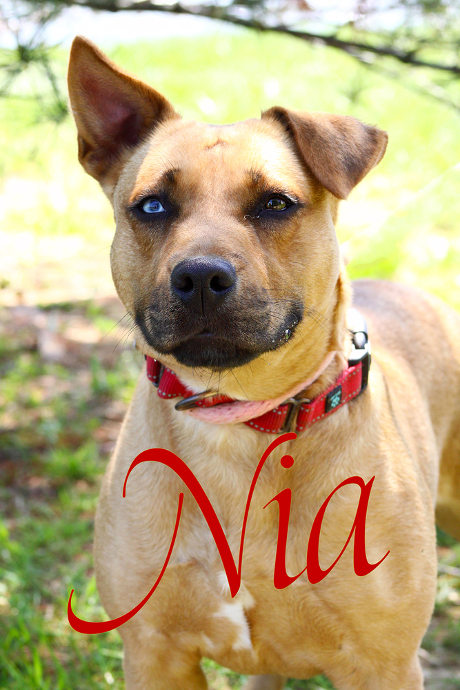 Nia 3