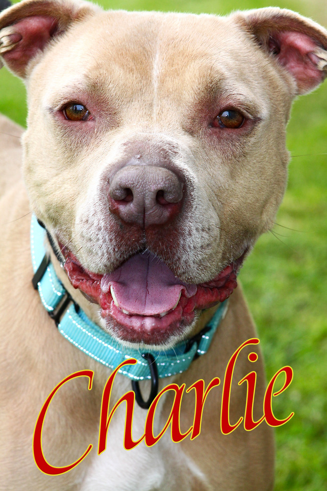 Charlie 3