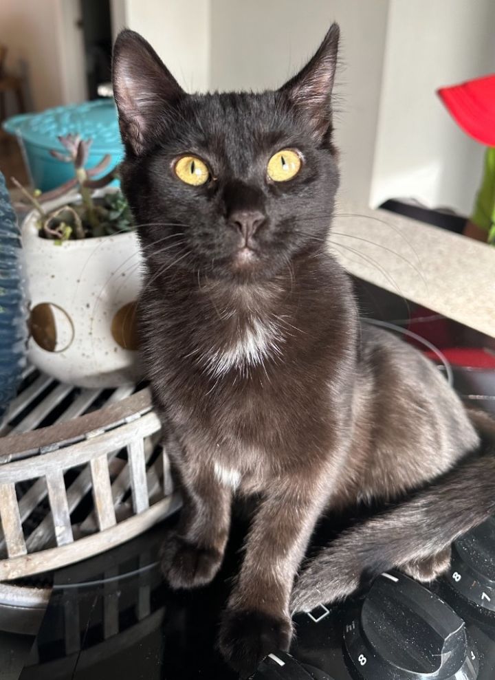 Boo 1