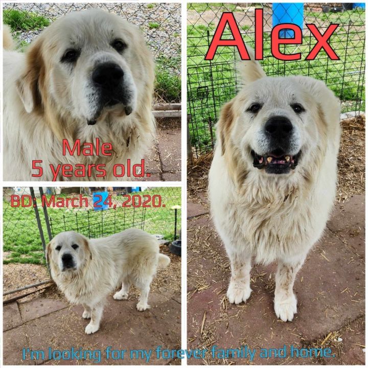 Alex 4