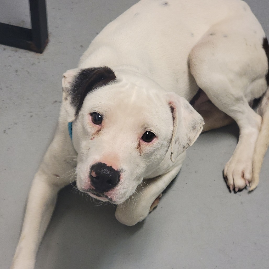 Snoopy **Off-Site Foster Home**