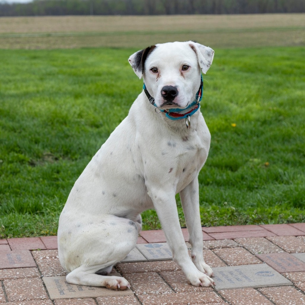 Snoopy **Off-Site Foster Home**