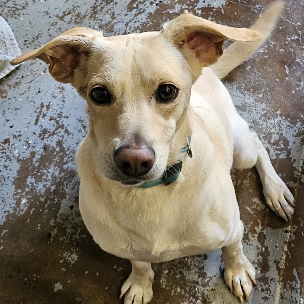 Rookie, an adoptable Jack Russell Terrier, Mixed Breed in Wahiawa, HI, 96786 | Photo Image 1