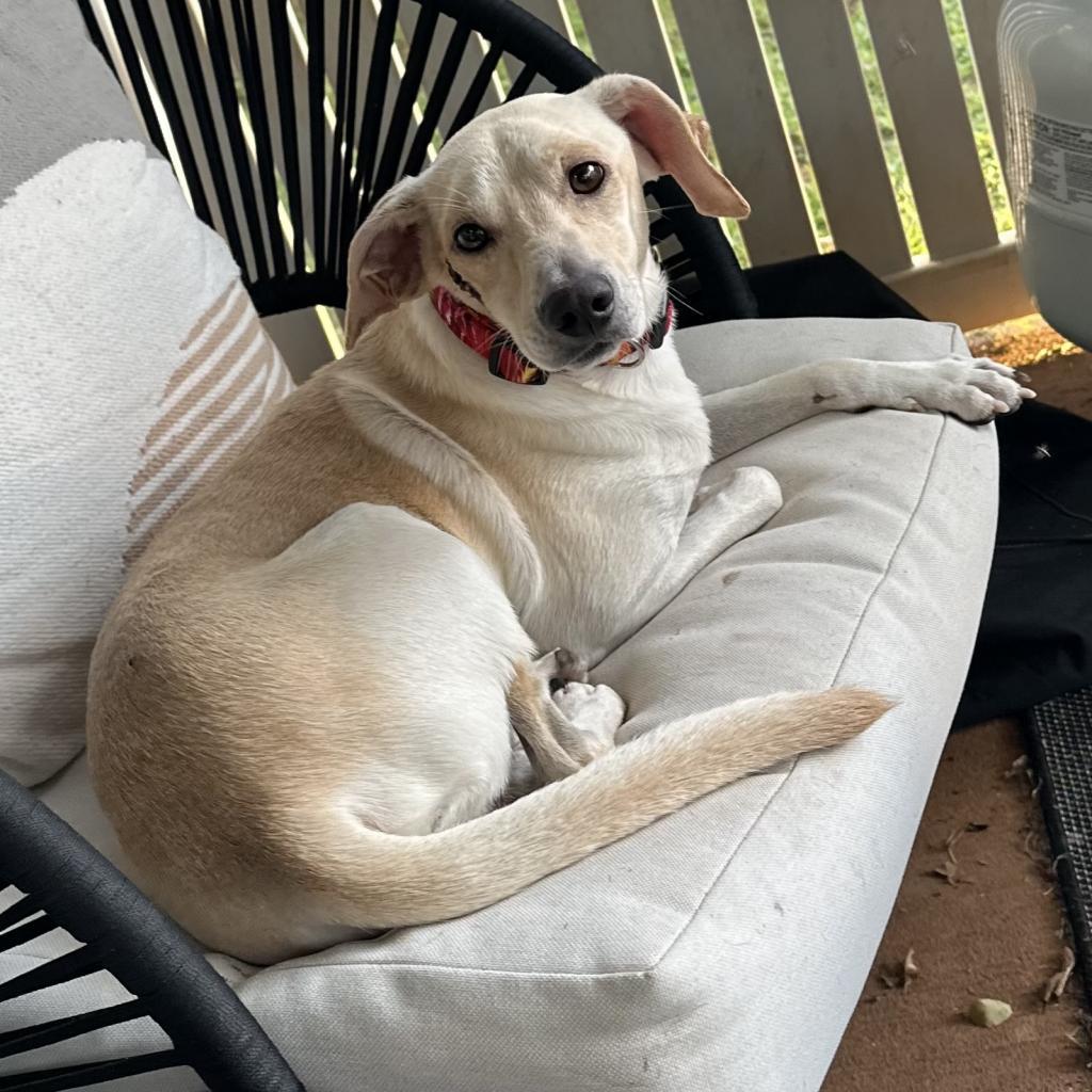 Rookie, an adoptable Jack Russell Terrier, Mixed Breed in Wahiawa, HI, 96786 | Photo Image 2