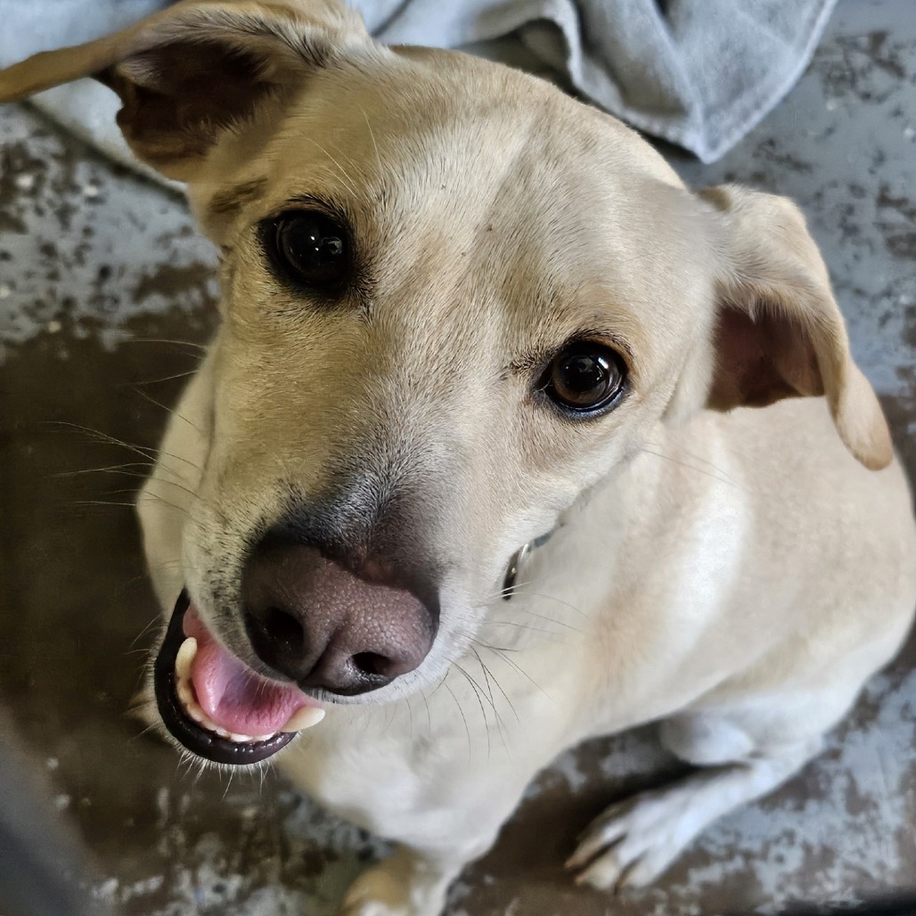 Rookie, an adoptable Jack Russell Terrier, Mixed Breed in Wahiawa, HI, 96786 | Photo Image 3