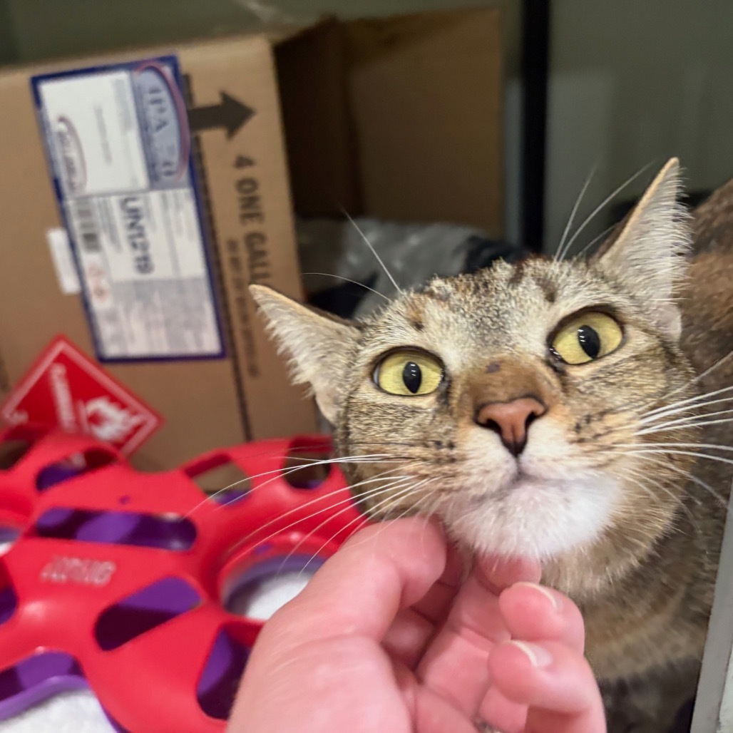 Brisbane, an adoptable Domestic Short Hair in Wahiawa, HI, 96786 | Photo Image 1
