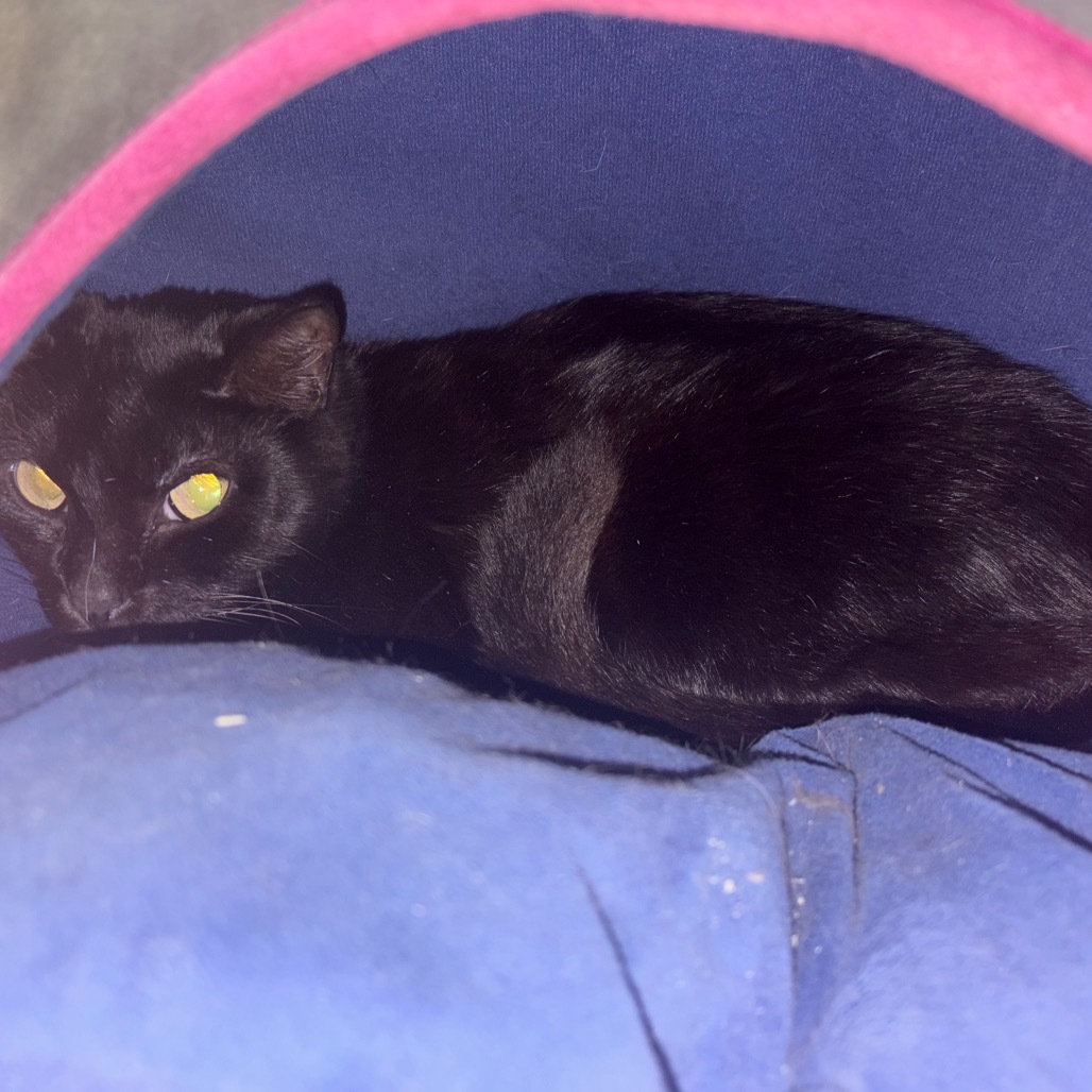 Eggs, an adoptable Domestic Short Hair in Wahiawa, HI, 96786 | Photo Image 1