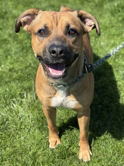Denver, an adoptable Bullmastiff, Mixed Breed in Anderson, IN, 46011 | Photo Image 1