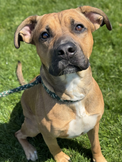 Denver, an adoptable Bullmastiff, Mixed Breed in Anderson, IN, 46011 | Photo Image 2