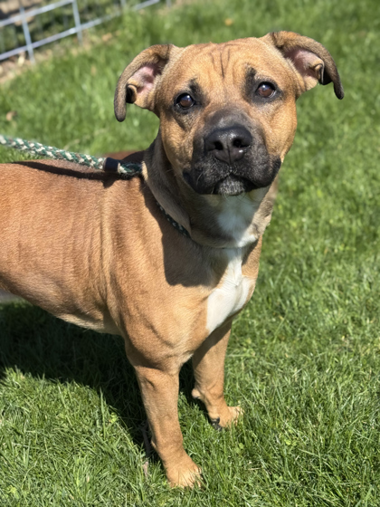 Denver, an adoptable Bullmastiff, Mixed Breed in Anderson, IN, 46011 | Photo Image 3